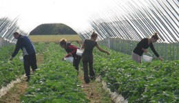Top 10 tips to achieve a successful biological pest control programme